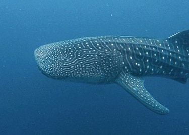 Ancestros de los tiburones ballena en Panamá podrían provenir de aguas lejanas