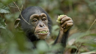 Chimpancés consumen alcohol de forma voluntaria, según estudio