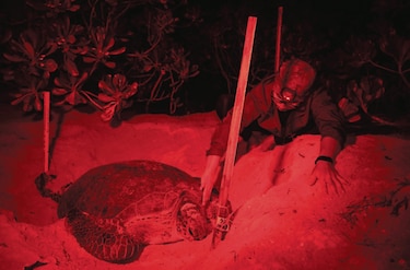 Saqueador de nidos es ahora el ‘padrino’ de las tortugas