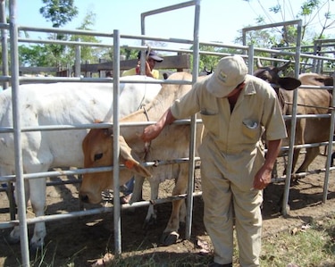 En 2012 se quiere declarar Azuero libre de brucelosis