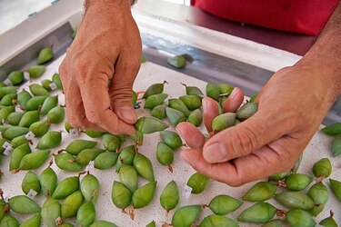 Mariposas de Costa Rica, primer exportador mundial, abren alas en Dubái, Europa y Estados Unidos