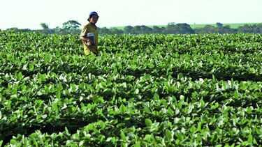 Paraguay elevará su crecimiento