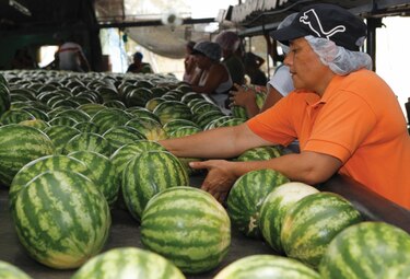 Estado reconoce $3.1 millones a exportadores