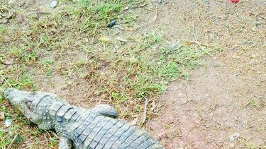 Crueldad ecológica en Chitré.