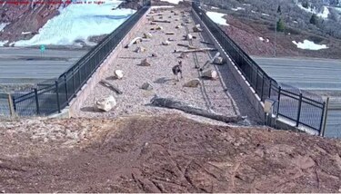 Animales usan paso elevado construido para la vida silvestre en Utah
