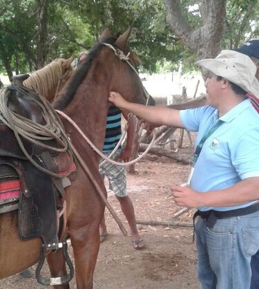 Mil 500 caballos fueron vacunados contra la encefalitis en Coclé