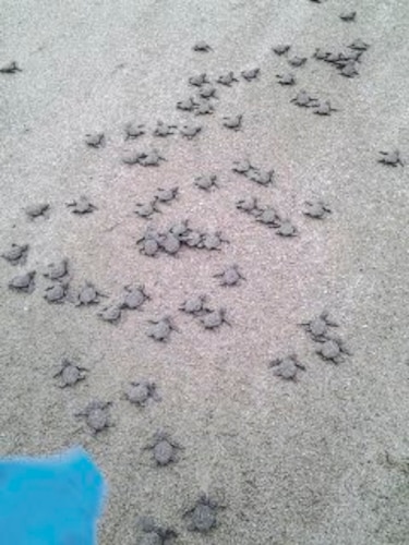 Las tortugas del Casco
