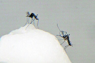 Hallan anticuerpo contra el dengue