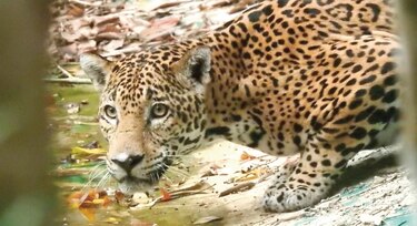 Animales reaparecen en una reserva  por falta de visitantes