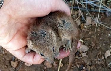 Marsupiales podrían desaparecer por su 'apareamiento extremo'