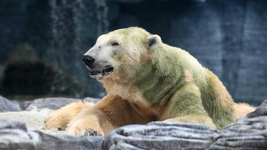 Singapur: Sacrifican a primer oso polar nacido en el trópico