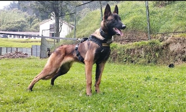 Continúa la búsqueda de Wilson, el perro que ayudó a encontrar a los niños en la selva de Colombia