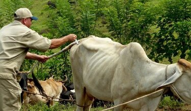 Médicos veterinarios que laboran en el Gobierno extienden paro