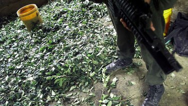Cultivos de coca y producción de cocaína aumentan en Colombia en 2016