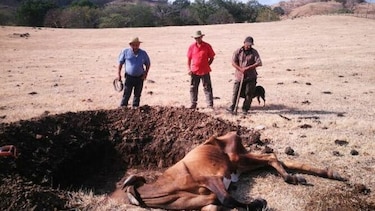 Ganaderos santeños reportan muertes de animales por sequía