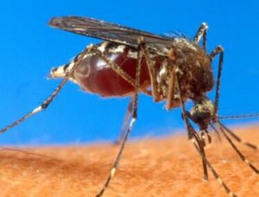 Minsa confirma tercer caso de chikungunya en Panamá