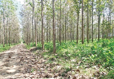 Panamá industrializa madera certificada para enviar a Europa
