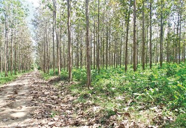 Panamá industrializa madera certificada para enviar a Europa