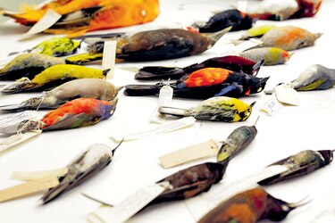 Estudian árbol genealógico de 48 especies de pájaros