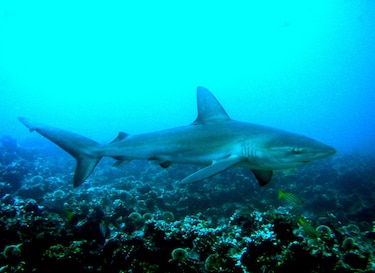 El calentamiento de los mares compromete a los grandes peces oceánicos