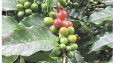 Productores de café deberán ajustar métodos de cultivo