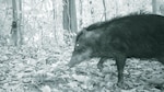 Objetos de conservación en el PN Darién