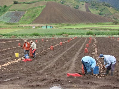 El agro panameño enfrenta los desafíos de un El Niño más intenso