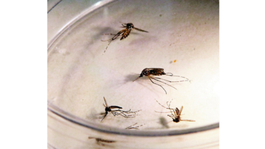 Emerge la malaria ‘falciparum’