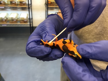 Tres de los 50 sitios de anfibios amenazados del mundo están en Panamá