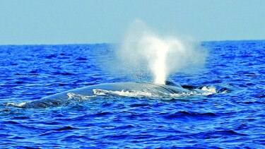 Las ballenas azules son sobre todo diestras