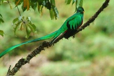 Representantes de 17 países analizan herramientas para proteger bosques