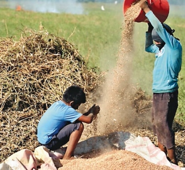 Advierten sobre aumento de plagas en Centroamérica