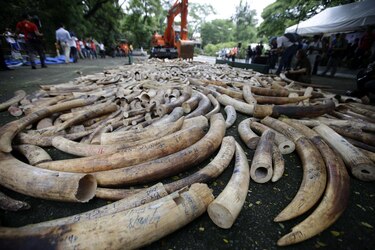 La ONU advierte sobre el riesgo de nuevas enfermedades por el comercio ilegal de fauna salvaje