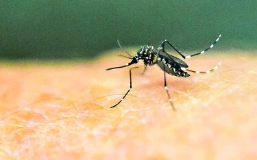 Primer caso en México de microcefalia ligado al virus del Zika