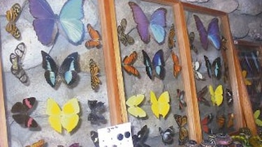 Mariposas multicolores atraen a los compradores