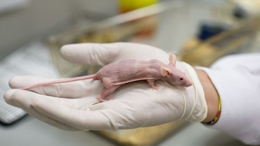 Aditivo alimenticio E171, responsable de lesiones precancerosas en ratas