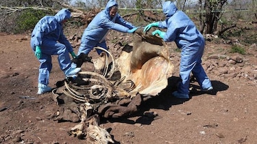 Récord: cazadores furtivos mataron a mil 215  rinocerontes  en Sudáfrica en 2014