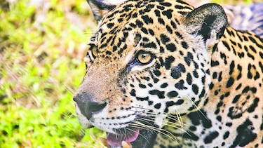 Conservación del jaguar, el poder de una huella