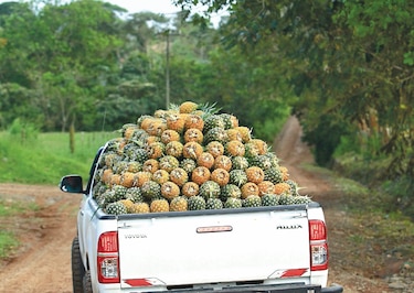Turquía, principal destino de la piña panameña