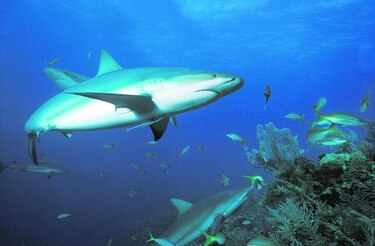 Los tiburones de Florida estarán más protegidos en 2012