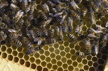 China libera abejas para controlar plaga de polillas americanas blancas