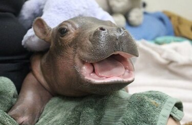 Bebé hipopótamo va mejorando en zoológico de Cincinnati