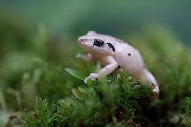 La búsqueda de nuevas especies en una reserva de Panamá rica en biodiversidad