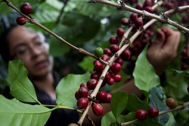 Se inicia cosecha de café con escasez laboral