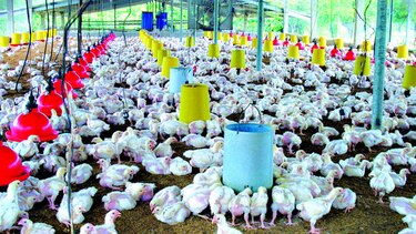 Avicultores denuncian competencia desleal