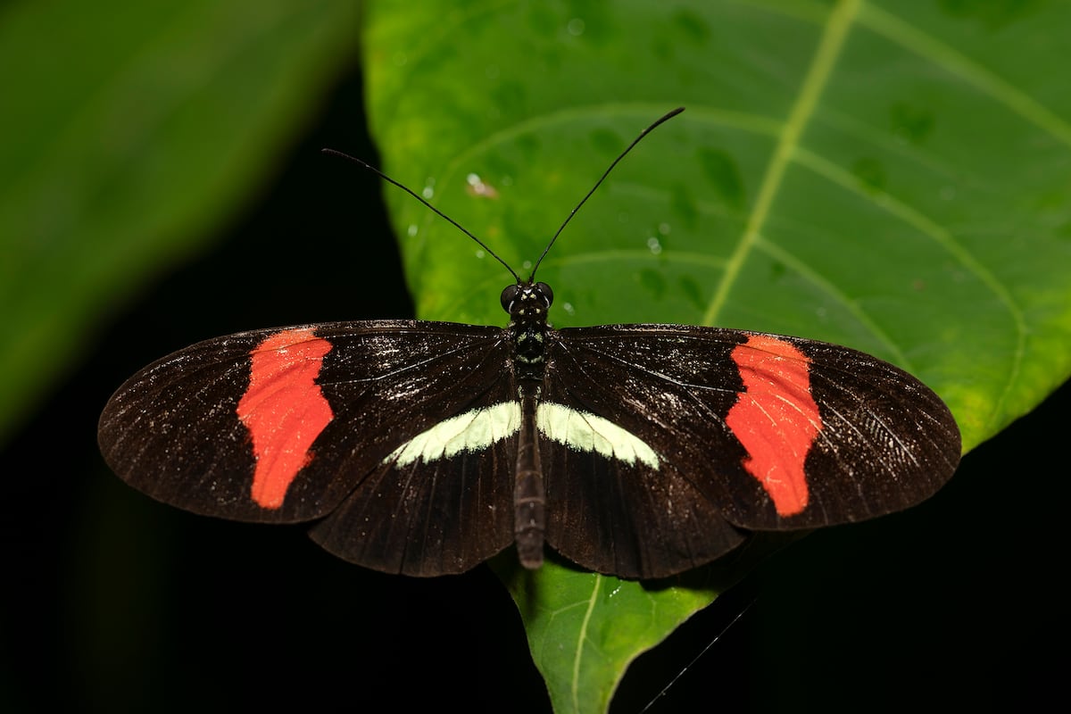 Smithsonian en Panamá inaugura el LepiDomo