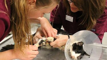 Un gato 'zombi' vuelve a casa tras ser enterrado por error