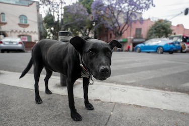 Polémica en México por el sacrificio de más de 10,000 perros