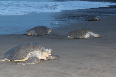 Unas 2,500 tortugas llegan a la playa La Marinera, en Azuero, para desovar