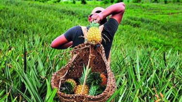 El sabor a néctar de La Chorrera